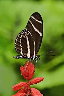 Images Dated 28th July 2006: Postman Butterfly, Heliconius melpomene, White River Gardens State Park, Indianapolis