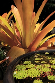 A pot plant display in the Cairns Botanic Gardens, far north Queensland, Australia