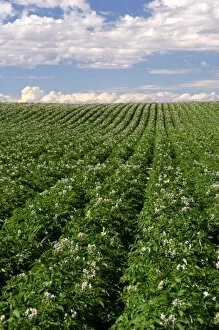 Images Dated 10th July 2005: A potato crop in bloom near Burley, Idaho