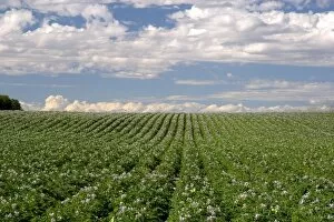 Images Dated 10th July 2005: A potato crop in bloom near Burley, Idaho