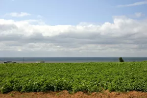 Images Dated 5th August 2006: Potato field by the sea on Prince Edward Island, Canada. canada, canadian