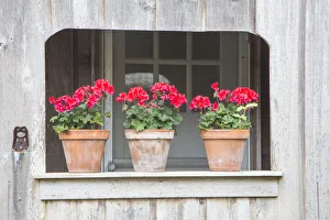 Geranium Prints: Three pots of pink geraniums on railing