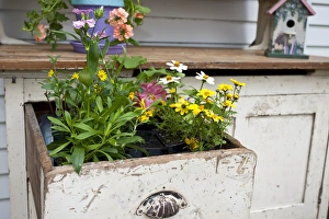 Botany Prints: Potting bench with flowers in spring, Marion Co. IL