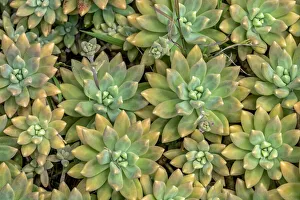 Succulent Prints: Powdery liveforever, succulent