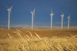 Images Dated 28th February 2006: Power generating windmills are lined up behind the edge of a wheat field. Walla Walla County, WA