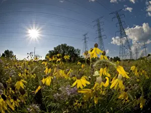 Power Line Prints: Power lines and prairie flowers (coneflowers and monarda) outside of Chicago, IL