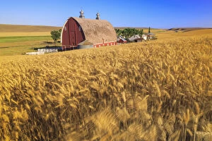 P.R. Barn, Summer Wheatfields near Sprague, Eastern Washington State, Palouse Area, USA