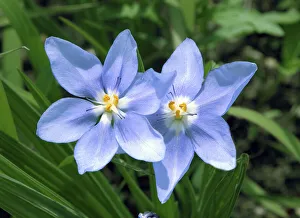 Images Dated 2022: Prairie celestial, Nemastylis geminflora