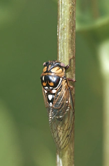 Jasper County Prints: Prairie Cicada (Tibicen dorsata) on Cup Plant (Silphium perfoliatum) Prairie Ridge SNA