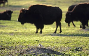 Images Dated 1st September 2006: Prairie Dog with Bison at Theodore Rooosevelt National Park in North Dakota