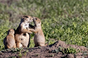 Prints of Prairie dog family in Theodore Roosevelt National Park, North Dakota, USA. (Editorial Use Only) Images Dated 2024 September: Prairie dog family in Theodore Roosevelt National Park