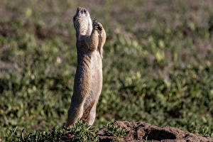 Prints of Prairie dog signaling all clear in Theodore Roosevelt National Park, North Dakota, USA. (Editorial Use Only) Images Dated 2024 September: Prairie dog signaling all clear in Theodore Roosevelt National Park