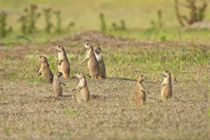 Badland Prints: Several prairie dogs standing on alert in the grasslands of South Dakota