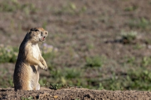 Prints of Prairie dogs in Theodore Roosevelt National Park, North Dakota, USA. (Editorial Use Only) Images Dated 2024 September: Prairie dogs in Theodore Roosevelt National Park, North Dakota, USA. (Editorial Use Only)