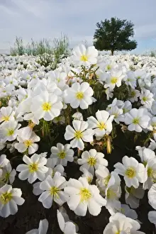 Pawnee National Grassland Prints: Prairie Evening Primrose (Oenothera albicaulis) in the Pawnee National Grasslands