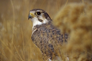 Falcon Prints: A Prairie Falcon (Falco mexicanus) (captive)