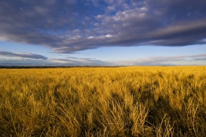 Ranching Prints: Prairie grasslands near Rapelje Montana