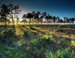 Prairie Prints: Prairie and pine flatwoods in southwest Florida