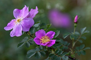 Images Dated 26th September 2024: Prairie roses in the Custer National Forest, Montana, USA. (Editorial Use Only)