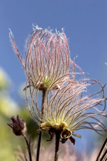 Images Dated 14th October 2017: Prairie Smoke, Geum triflorum, Palouse region of eastern Washington