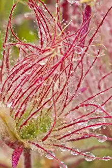 Medora Prints: Prairie Smoke in the rain at Theodore Rooosevelt National Park, North Dakota, USA