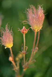 Images Dated 1st September 2006: Prairie Smoke wildflowers in the Montana prairie