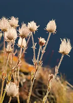 Images Dated 11th July 2009: Prairie Smoke wildflowers with St Mary Lake water in background at Glacier National