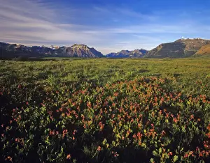 Images Dated 14th May 2010: Prairie Smoke wildflowers in Waterton Lakes National Park in Alberta Canada