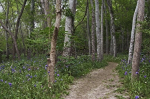 Images Dated 23rd March 2007: Prairie Spiderwort, Tradescantia occidentalis, blooming on forest floor, Palmetto State Park