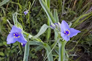 Tall Grass Prints: Prairie spiderwort wildflowers grow in the Tallgrass Prairie Preserve near Pawhuska