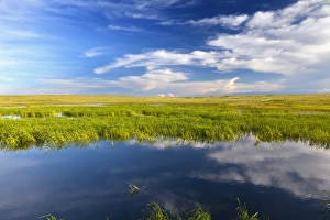 Shortgrass Prairie Prints: Prairie wetlands at Wards Dam in Valley County, Montana, USA