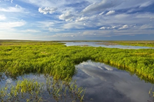 Images Dated 13th June 2011: Prairie wetlands at Wards Dam in Valley County, Montana, USA