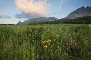 Images Dated 10th July 2010: Prairie wildflowers on Two Dog Flats in Glacier National Park, Montana, USA
