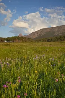 Foothill Prints: Prairie wildflowers on Two Dog Flats in Glacier National Park, Montana, USA