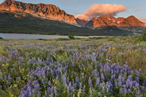 Images Dated 9th July 2016: Prairie wildflowers in meadow in Glacier National Park, Montana, USA