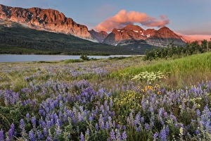 Montana Prints: Prairie wildflowers in meadow in Glacier National Park, Montana, USA