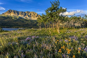 Images Dated 9th July 2016: Prairie wildflowers in meadow in Glacier National Park, Montana, USA