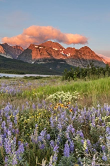 Images Dated 9th July 2016: Prairie wildflowers in meadow in Glacier National Park, Montana, USA