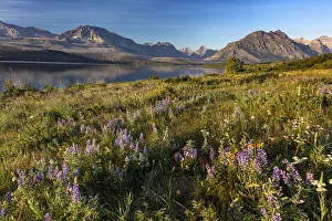Prairie wildflowers along St. Mary Lake in Glacier National Park, Montana, USA