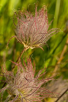 Prairie Smoke Prints: Prarie smoke wildflowers in Glacier National Park, Montana, USA