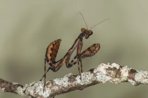 Small Prints: Praying mantis