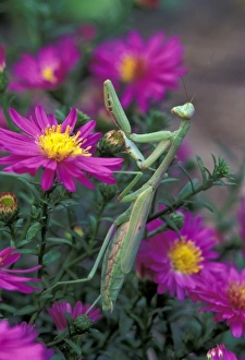 Micro Prints: Praying Mantis among aster flowers (Mantis religiosa)