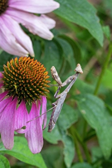 Lee Klopfer Prints: Praying mantis on purple coneflower