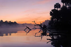 Glow Prints: Predawn view of mist and fallen trees reflecting on blackwater area of St