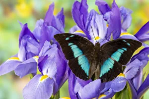 Prepona camilla on blue Dutch iris