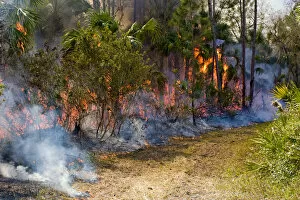 Images Dated 11th March 2006: Prescribed fire in south Florida is responsible for fuel reduction and wildlife habitat management