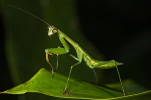 Preying mantis, Odzala - Kokoua National Park, Republic of Congo (Congo - Brazzaville)
