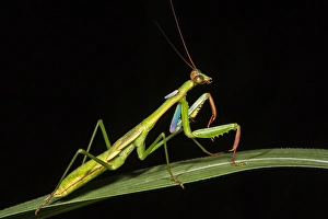 Preying mantis, Odzala - Kokoua National Park, Republic of Congo (Congo - Brazzaville)