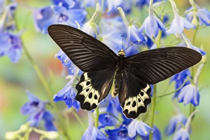 Spots Prints: Priapus Batwing Swallowtail Butterfly from S. E. Asia, Atrophaneura priapus priapus