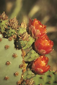 Opening Prints: Prickly pear cactus